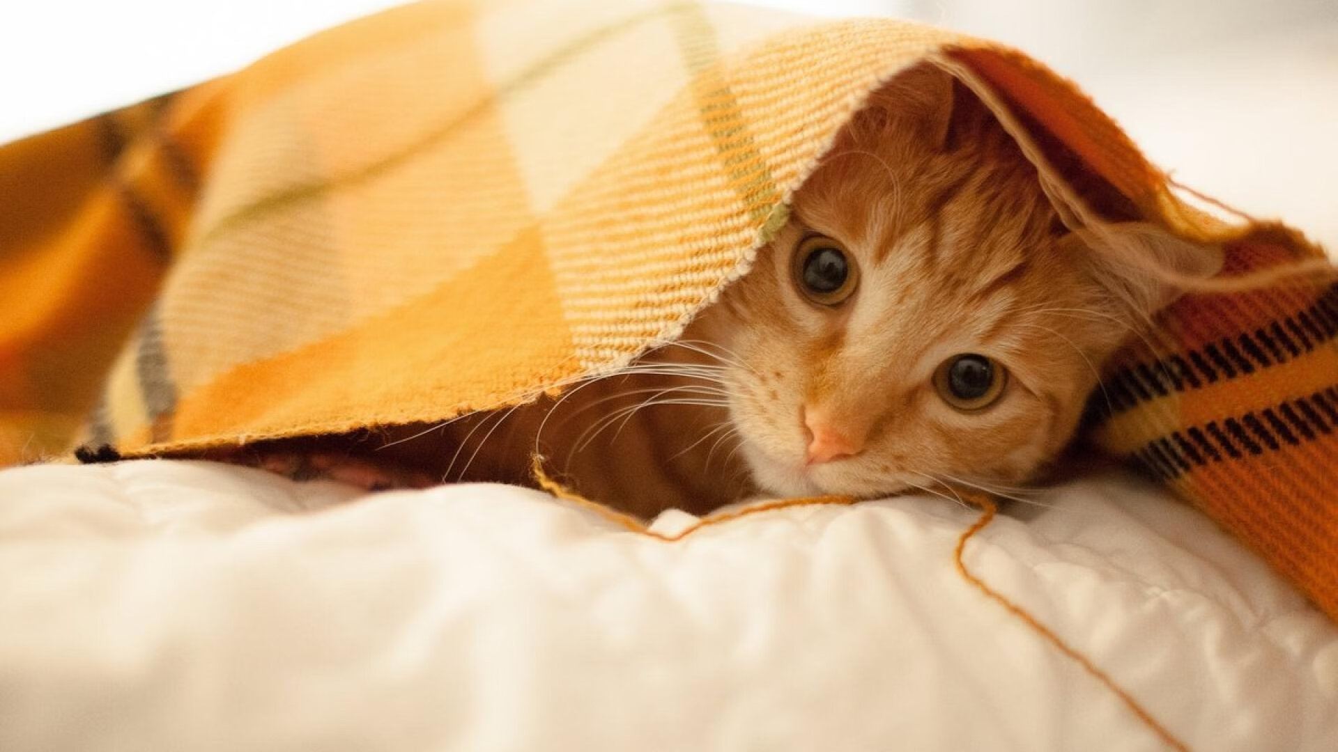 从尼斯到米兰，巴斯托尼如何成为关键先生，助葡萄牙带走胜利